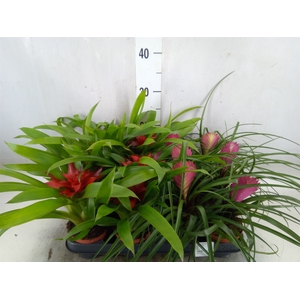 Bromelia   ...mix