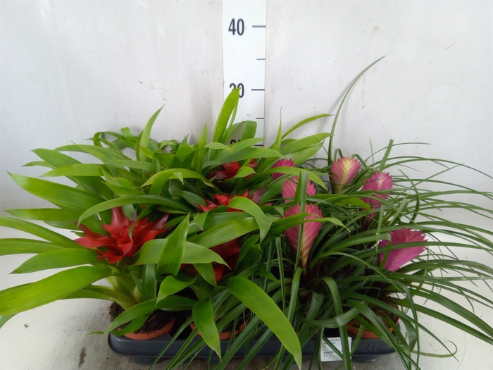 <h4>Bromelia   ...mix</h4>