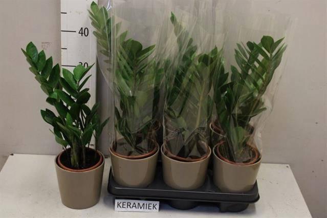 <h4>ZAMIO ZAMIIFOLIA</h4>