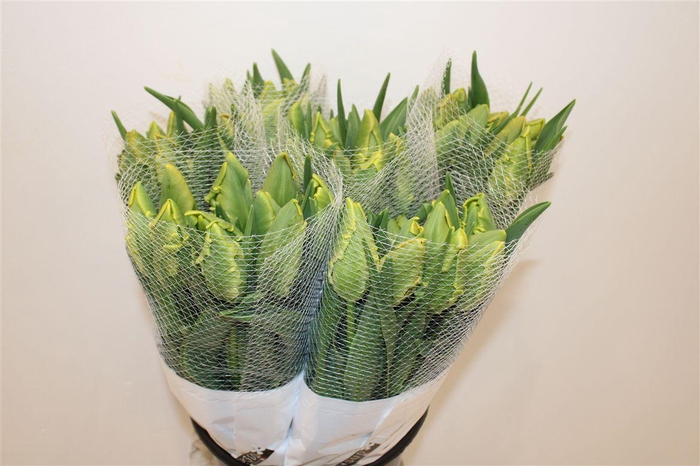 <h4>Tu Fr Pa Avignon</h4>