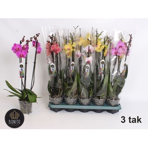 PHAL MIX 3 TAK