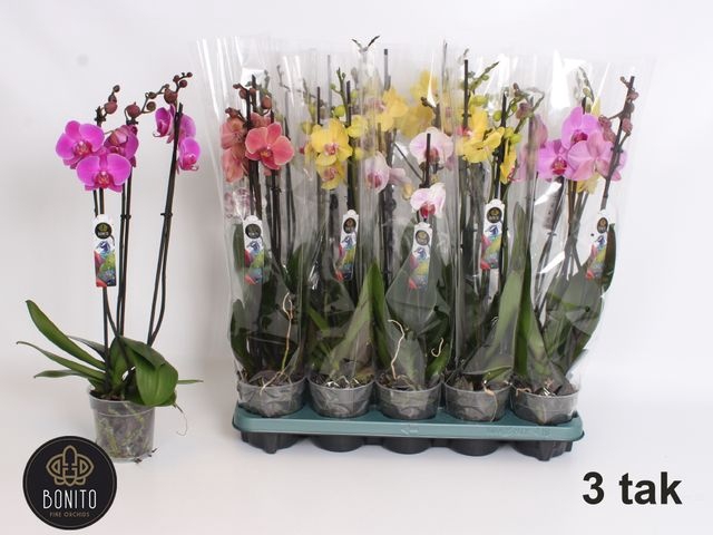 <h4>PHAL MIX 3 TAK</h4>