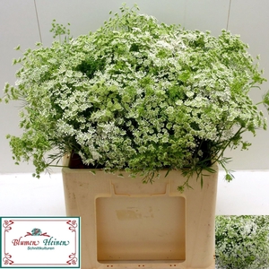Ammi Majus