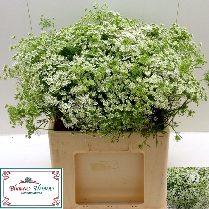 <h4>Ammi Majus</h4>