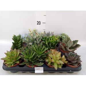 Succulents   ...