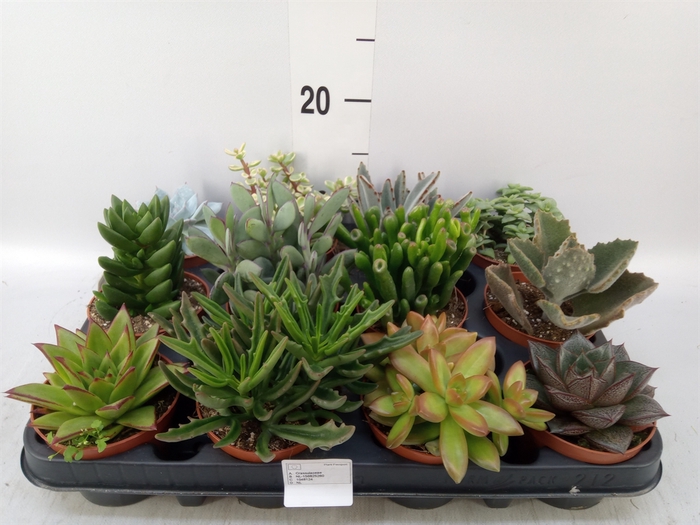 <h4>Succulents   ...</h4>