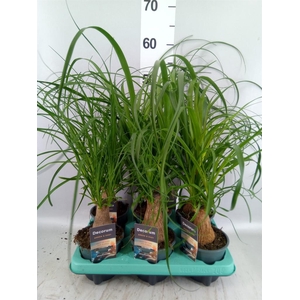 Beaucarnea recurvata