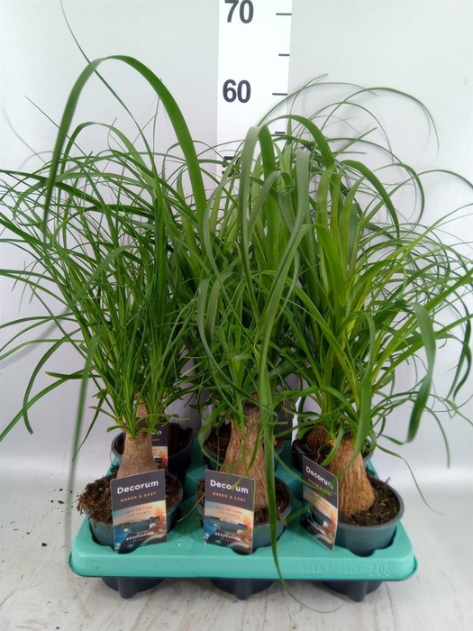 <h4>Beaucarnea recurvata</h4>