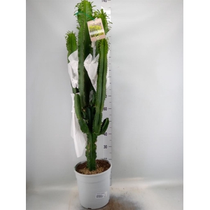 Euphorbia candelabrum