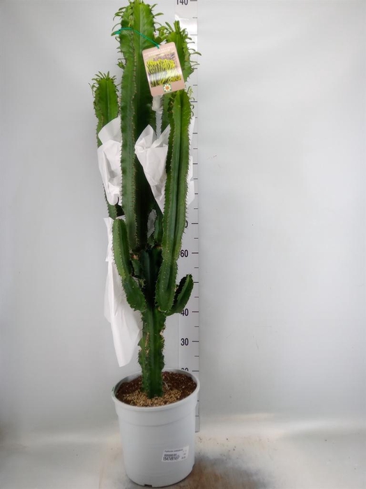 <h4>Euphorbia candelabrum</h4>