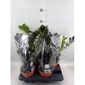 Zamioculcas zamiifolia 'Dowon'