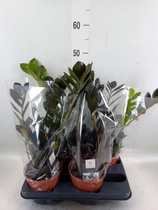 <h4>Zamioculcas zamiifolia 'Dowon'</h4>