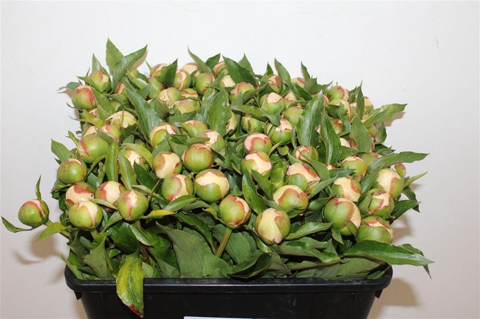 <h4>Paeo L Pecher</h4>