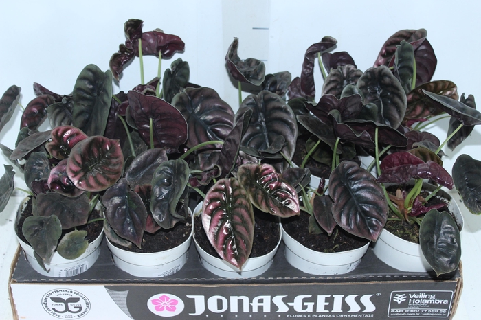 <h4>ALOCASIA CUPREA P12</h4>