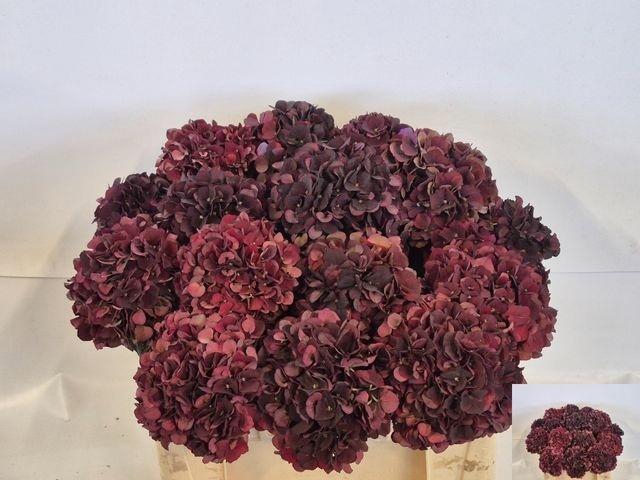 <h4>HYDR M MAG D RUBY CL RED</h4>