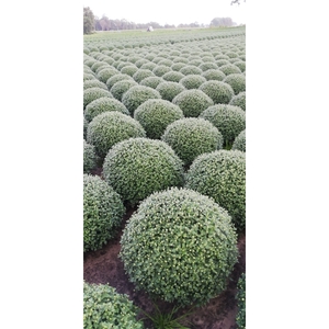 229 DM : Pot 19 cm Chrysant mix kleuren extra grote bollen