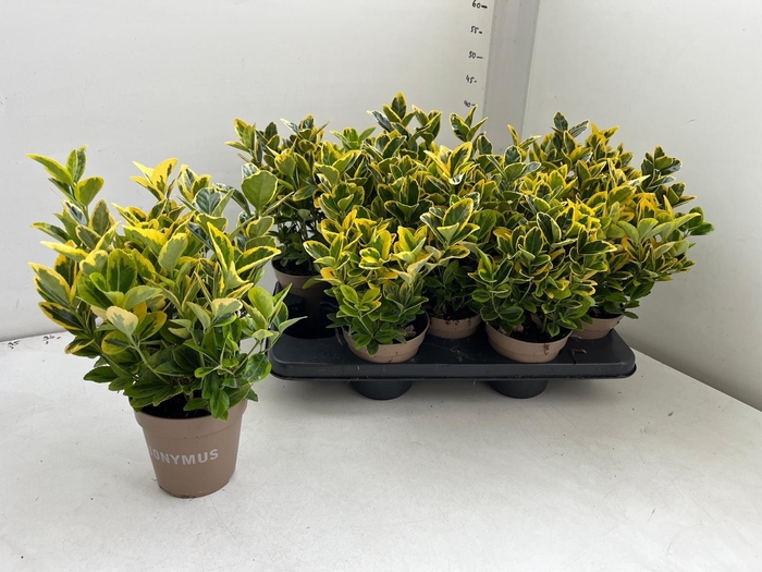 <h4>EUONYMUS JA AUREUS</h4>