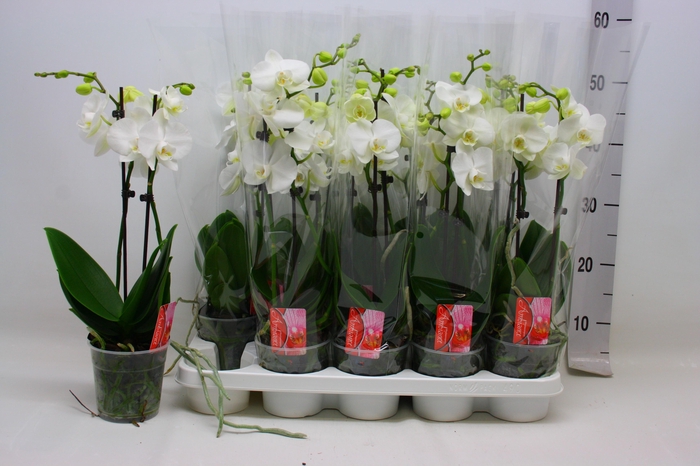 <h4>PHAL OV WIT</h4>
