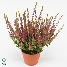 Calluna Safari