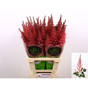 Astilbe Ch Vision In Pink