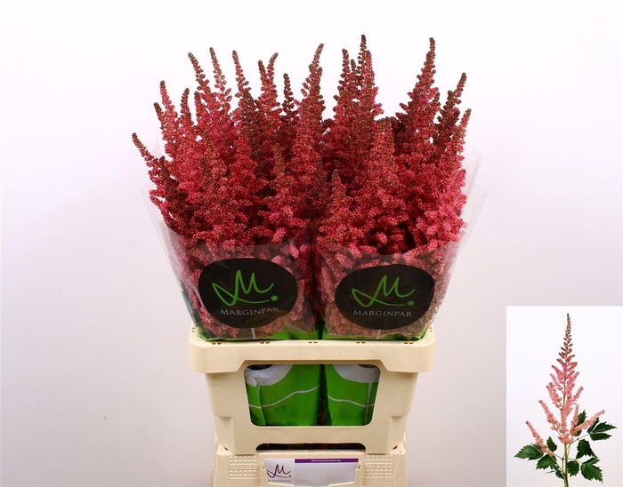 <h4>Astilbe C Vi Pink</h4>