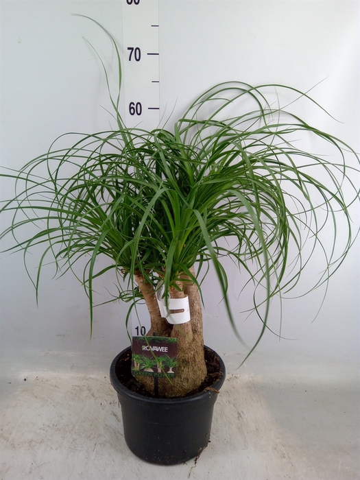 <h4>Beaucarnea recurvata</h4>