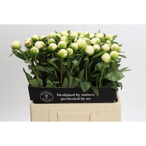 Paeonia Duchesse De Nemours