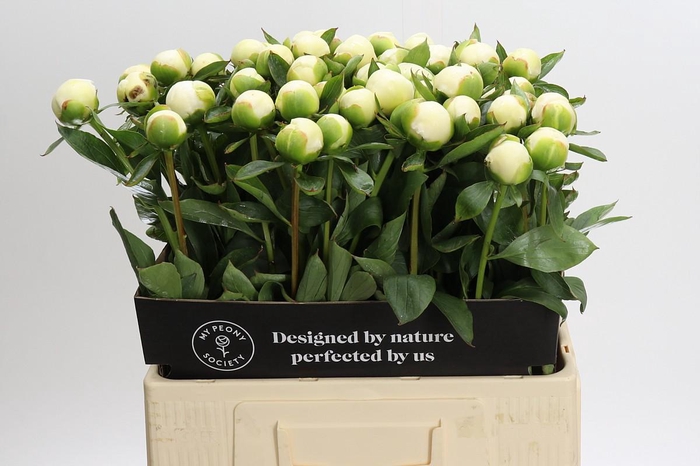 <h4>Paeonia Duchesse De Nemours</h4>