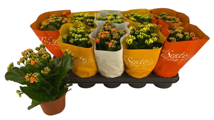 <h4>KAL GE GEM 3 KL</h4>