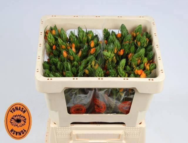 <h4>ORNIT DB SUNSHINE</h4>