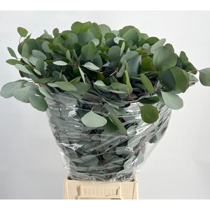 EUC. POPULUS 300 GR