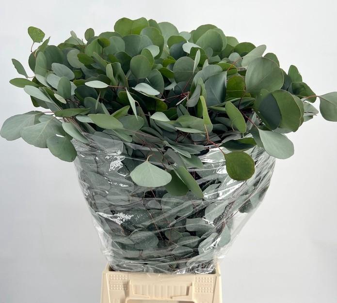<h4>EUC. POPULUS 300 GR</h4>