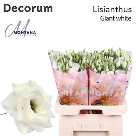 <h4>Eus G Arena Giant White</h4>