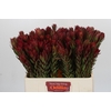 Leucadendron Safari Sunset