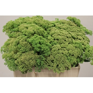 SEDUM SPECTABILE