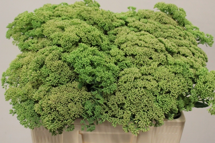 <h4>SEDUM SPECTABILE</h4>
