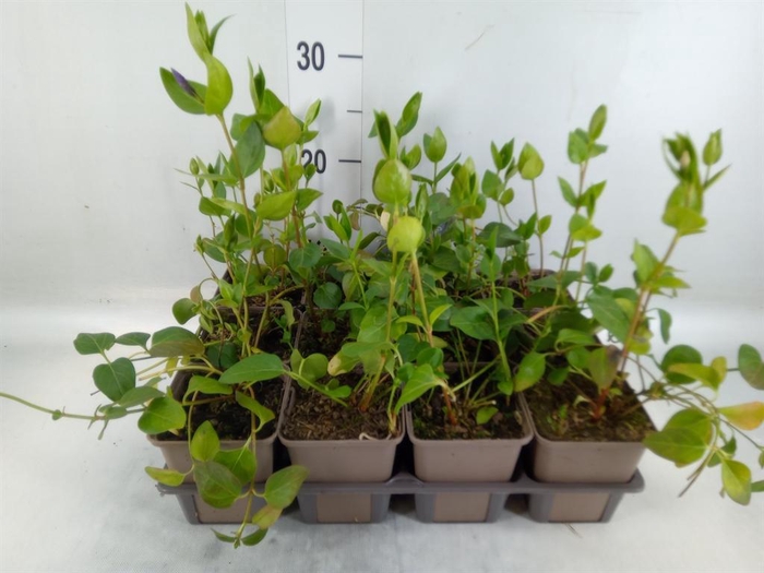 <h4>Vinca minor</h4>