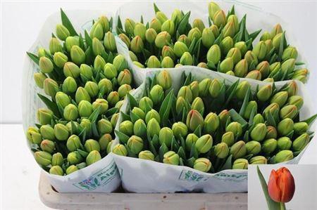 <h4>Tu Du Icoon</h4>