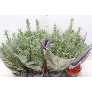 LAVANDULA STOECHAS DEEP PURPLE P15