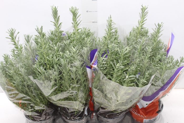 <h4>LAVANDULA STOECHAS DEEP PURPLE P15</h4>