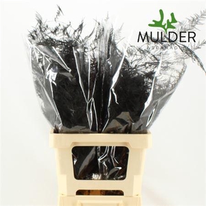 Asp Klb H% L. Getopt Black