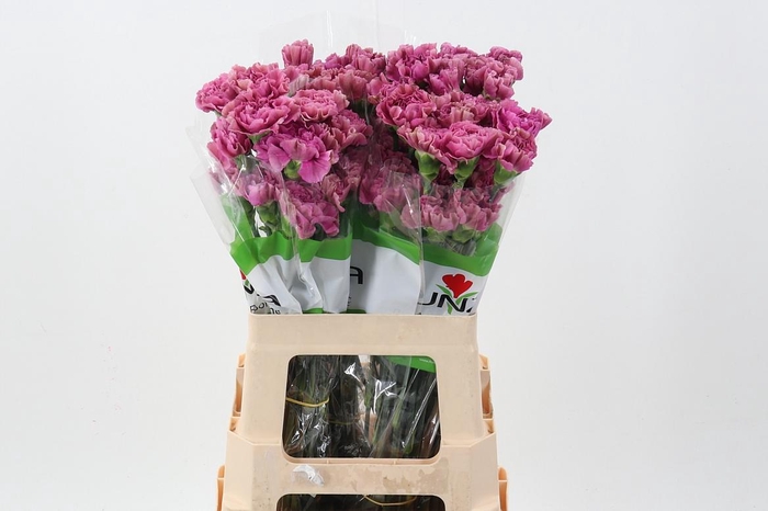 <h4>Di St Edmon 60cm</h4>