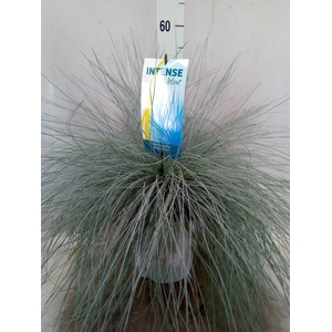 Festuca glauca 'Intens Blue'
