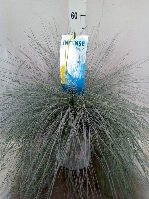 <h4>Festuca glauca 'Intens Blue'</h4>