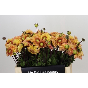 Dahlia Dalmuti Cavalier