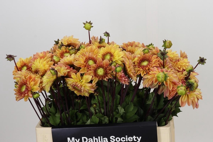 <h4>Dahlia Dalmuti Cavalier</h4>