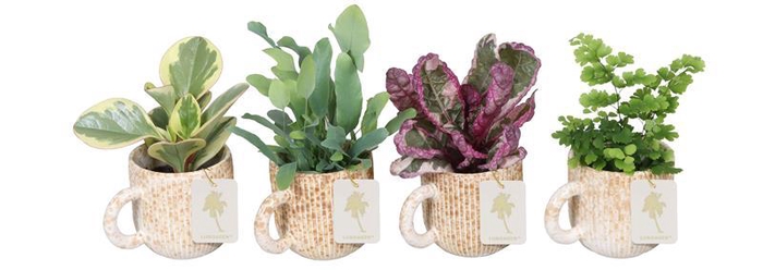 <h4>L 67194  Green MIX 6 cm/1 farv</h4>