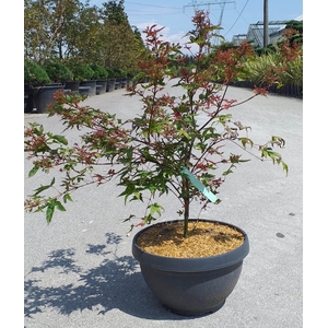 Acer palmatum