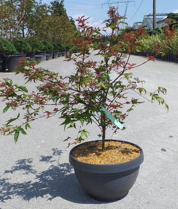 <h4>Acer palmatum</h4>