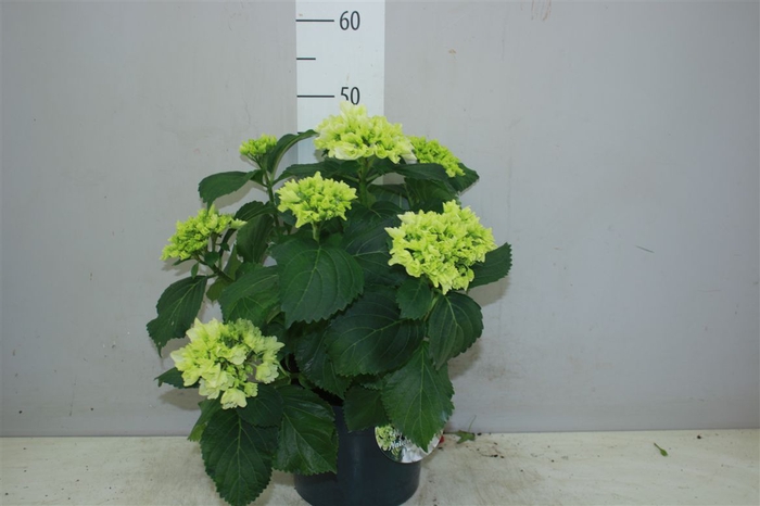 <h4>Hydrangea Macr Wit</h4>